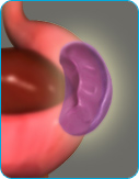 Spleen