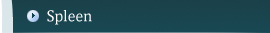 Spleen Disorders Adelaide