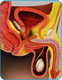 Anal/Perianal