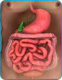 Gallbladder