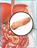 Pancreas